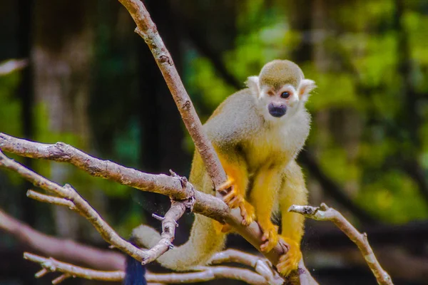 Singe Écureuil Saimiri Sciurea Petit Singe Nouveau Monde Famille Des — Photo