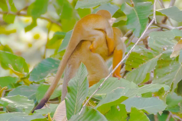 다람쥐 원숭이 Saimiri Sciurea 원숭이과 남아메리카의 지역에 네이티브 가족의 신세계 — 스톡 사진