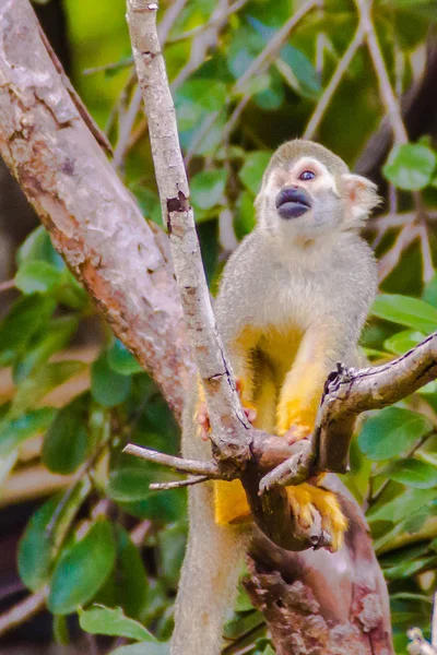 Mono Ardilla Saimiri Sciurea Pequeño Mono Del Nuevo Mundo Familia — Foto de Stock