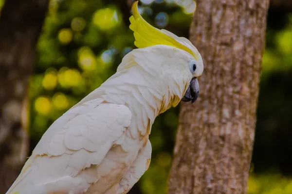 Śliczne Białe Kakadu Publicznym Parku — Zdjęcie stockowe