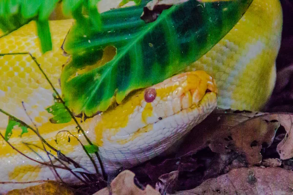 Albino Burmesiska Python Vickar Skogen Den Burmesiska Python Python Bivittatus — Stockfoto