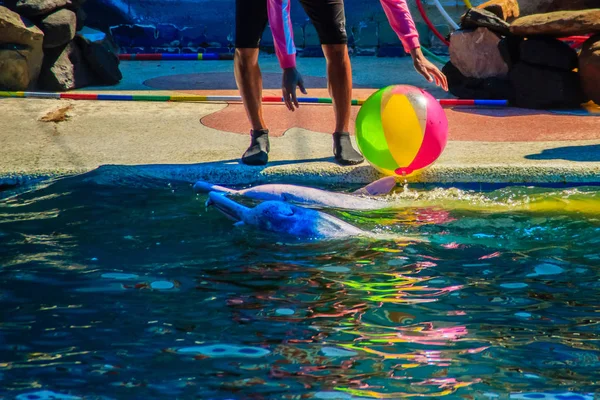 Χαριτωμένο Δελφίνι Παίζει Μπάλα Και Χορευτικά Shows Στην Πισίνα — Φωτογραφία Αρχείου