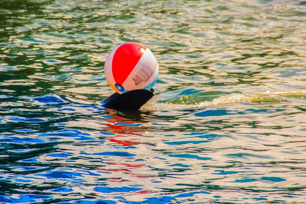 Cute dolphin is playing ball and dancing shows in the swimming pool.