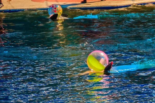 Cute dolphin is playing ball and dancing shows in the swimming pool.