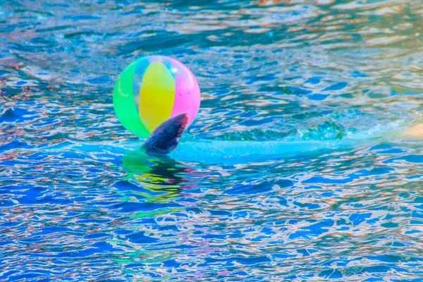 Cute dolphin is playing ball and dancing shows in the swimming pool.