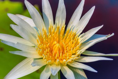 Bir güzel beyaz Nilüfer sarı polen ile yakın çekim