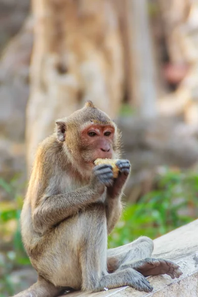 Schattig Monkey Vergadering Genieten Van Het Eten Van Verse Maïs — Stockfoto