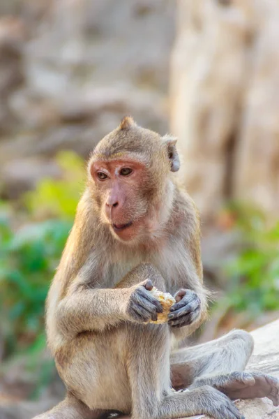 Schattig Monkey Vergadering Genieten Van Het Eten Van Verse Maïs — Stockfoto