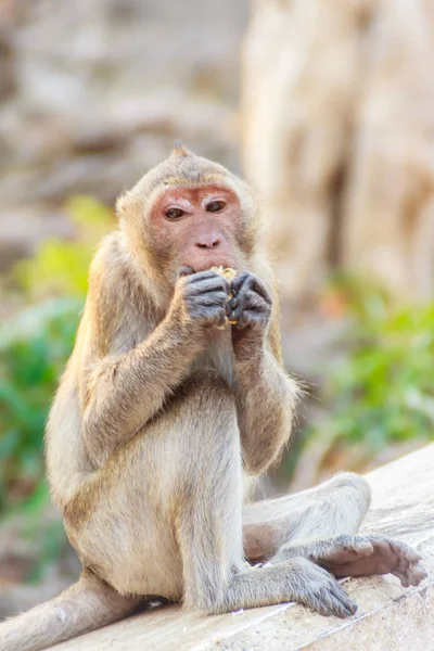Schattig Monkey Vergadering Genieten Van Het Eten Van Verse Maïs — Stockfoto