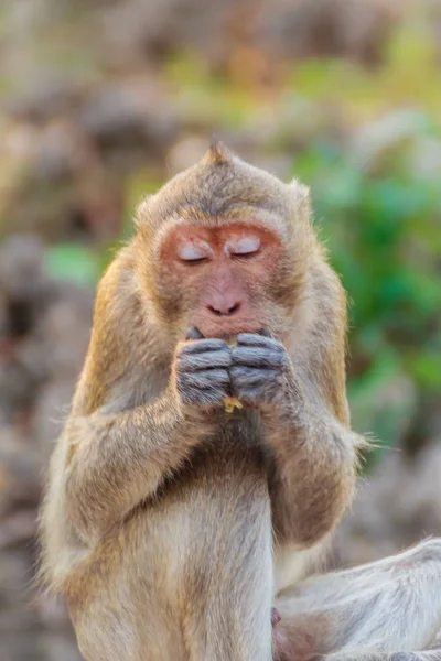 Schattig Monkey Vergadering Genieten Van Het Eten Van Verse Maïs — Stockfoto