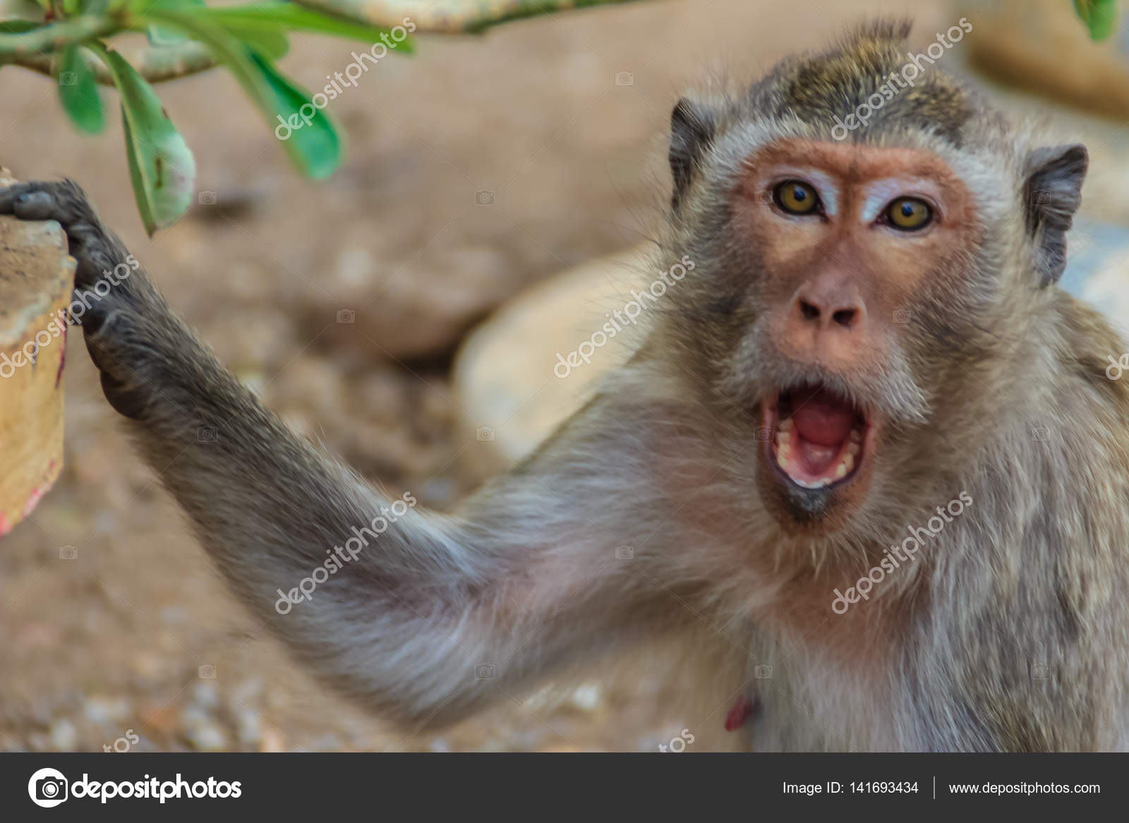 人間に邪魔されたとき 怒っているサルのクローズ アップ ストック写真 C Kampwit