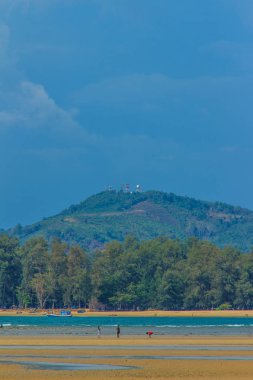 Çam ağaçları ve orman ile sahilde güzel doğası 