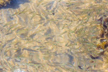 Güzel küçük hamsi veya sığ deniz suyu bulanık hareket Stolephorus balıkların. Küçük balık alt kısmında Yüzme sığ sularda güneşli günde temizleyin..