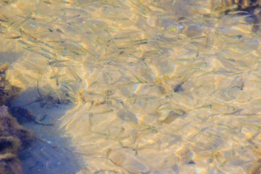 Güzel küçük hamsi veya sığ deniz suyu bulanık hareket Stolephorus balıkların. Küçük balık alt kısmında Yüzme sığ sularda güneşli günde temizleyin..