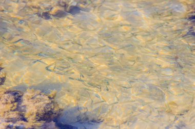 Güzel küçük hamsi veya sığ deniz suyu bulanık hareket Stolephorus balıkların. Küçük balık alt kısmında Yüzme sığ sularda güneşli günde temizleyin..
