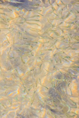 Güzel küçük hamsi veya sığ deniz suyu bulanık hareket Stolephorus balıkların. Küçük balık alt kısmında Yüzme sığ sularda güneşli günde temizleyin..