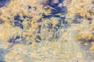 Güzel küçük hamsi veya sığ deniz suyu bulanık hareket Stolephorus balıkların. Küçük balık alt kısmında Yüzme sığ sularda güneşli günde temizleyin..