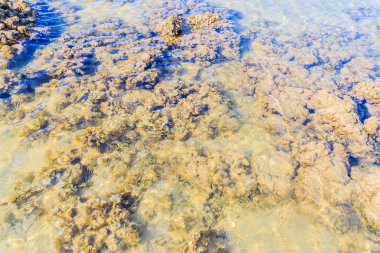 Güzel küçük hamsi veya sığ deniz suyu bulanık hareket Stolephorus balıkların. Küçük balık alt kısmında Yüzme sığ sularda güneşli günde temizleyin..