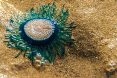 Close up Blue Button Jellyfish (porpita porpita) on the beach when the sea water receded. clipart