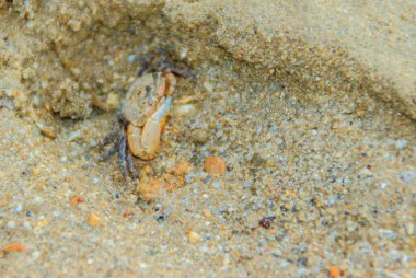 Deniz suyu çekildi Meder'ın Mangrove Crab veya tuz Mart Yengeç (Sesarma mederi) sahilde yakın.