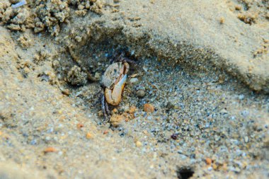 Deniz suyu çekildi Meder'ın Mangrove Crab veya tuz Mart Yengeç (Sesarma mederi) sahilde yakın.