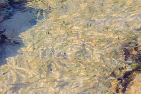 Linda Anchova Pequena Peixes Stolephorus Águas Rasas Mar Movimento Turvo — Fotografia de Stock