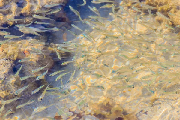 Bella Piccola Acciuga Pesci Stolephorus Acque Poco Profonde Del Mare — Foto Stock