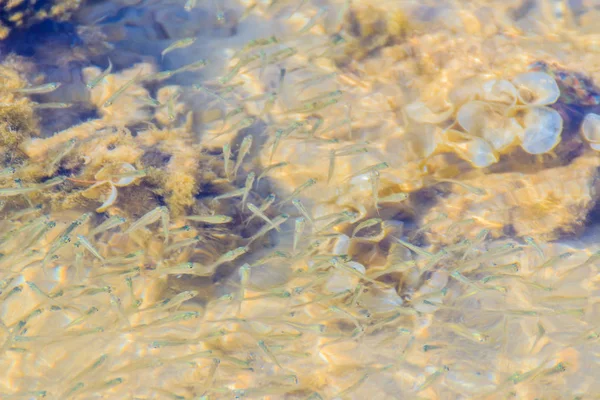 Beautiful Small Anchovy, or Stolephorus  fishes in shallow sea water in motion blurred. Small fish swimming at the bottom of clear shallow waters on sunny day.