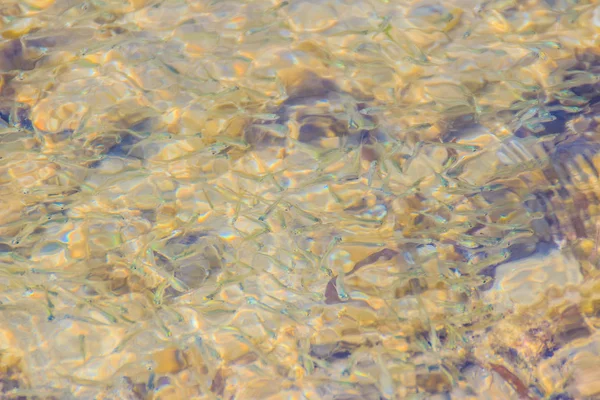 Hermosa Pequeña Anchoa Stolephorus Peces Aguas Marinas Poco Profundas Movimiento —  Fotos de Stock