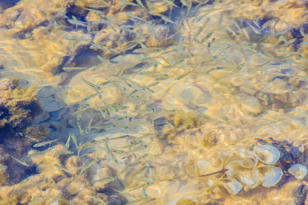 美しい小さなアンチョビまたは浅い海の水の動きぼやけの Stolephorus 下部に小さな魚は 晴れた日に浅瀬をクリアします — ストック写真