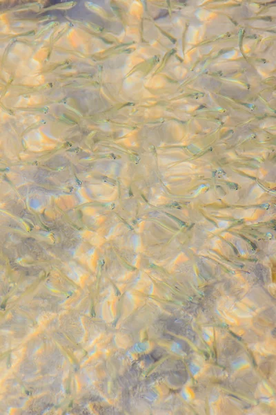 Linda Anchova Pequena Peixes Stolephorus Águas Rasas Mar Movimento Turvo — Fotografia de Stock