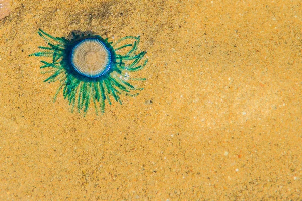 Primer Plano Blue Button Jellyfish Porpita Porpita Playa Cuando Agua — Foto de Stock