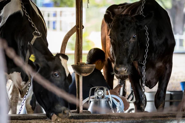 Dos vacas en la granja lechera y un hombre está ordeñando la vaca negra . — Foto de Stock