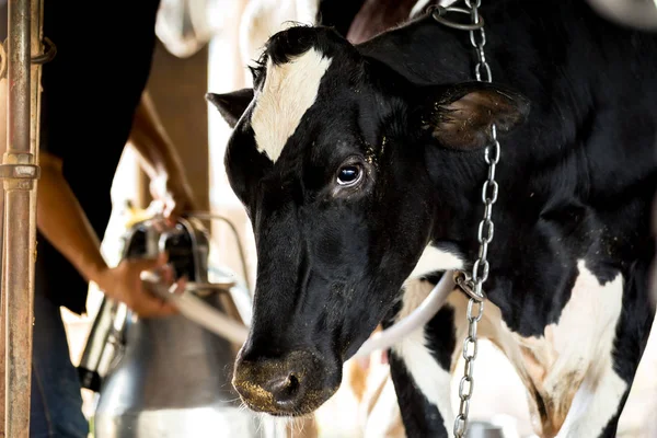 Una vaca en una granja lechera — Foto de Stock