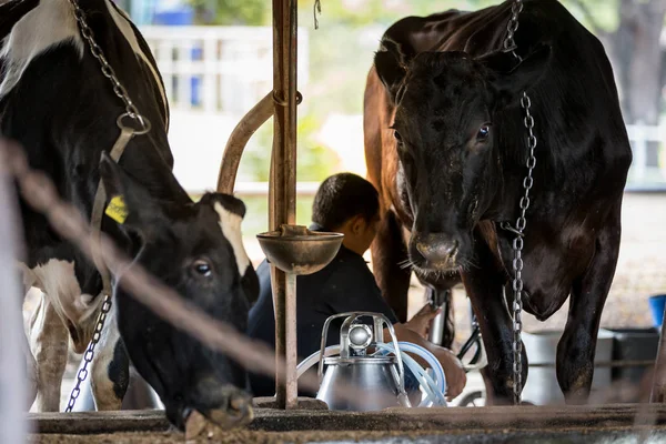 Dos vacas en la granja lechera y un hombre está ordeñando la vaca negra . — Foto de Stock