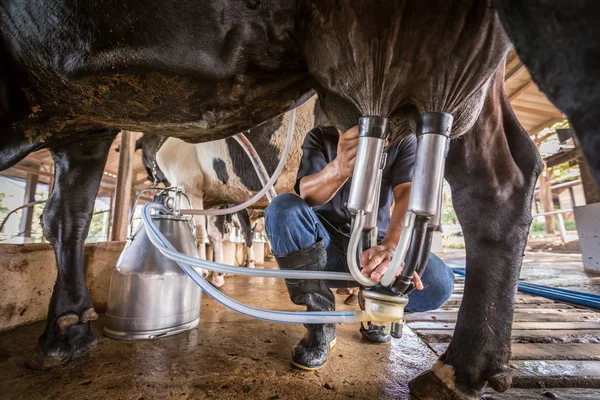 Una vaca con un hombre está ordeñando en una granja lechera — Foto de Stock