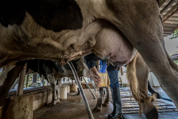 Una vaca con un hombre está ordeñando en una granja lechera — Foto de Stock