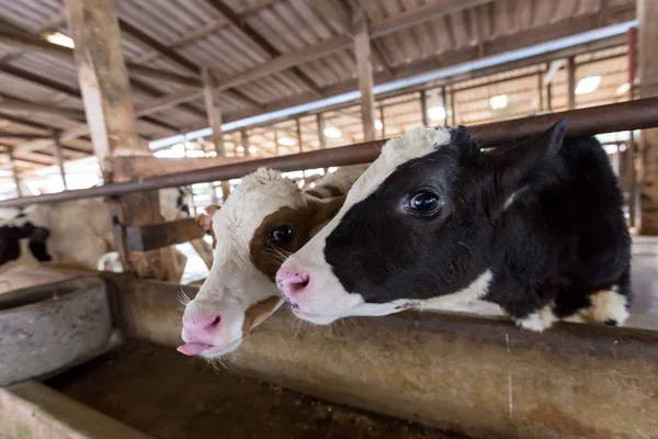 Dos vacas jóvenes en una granja lechera — Foto de Stock