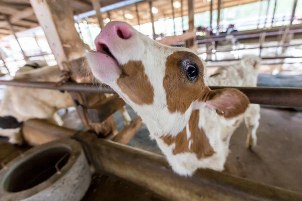 Vacas jóvenes en una granja lechera — Foto de Stock