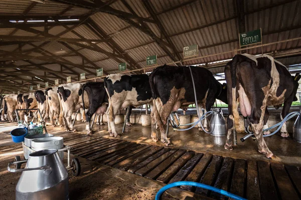 Vacas en una granja lechera — Foto de Stock