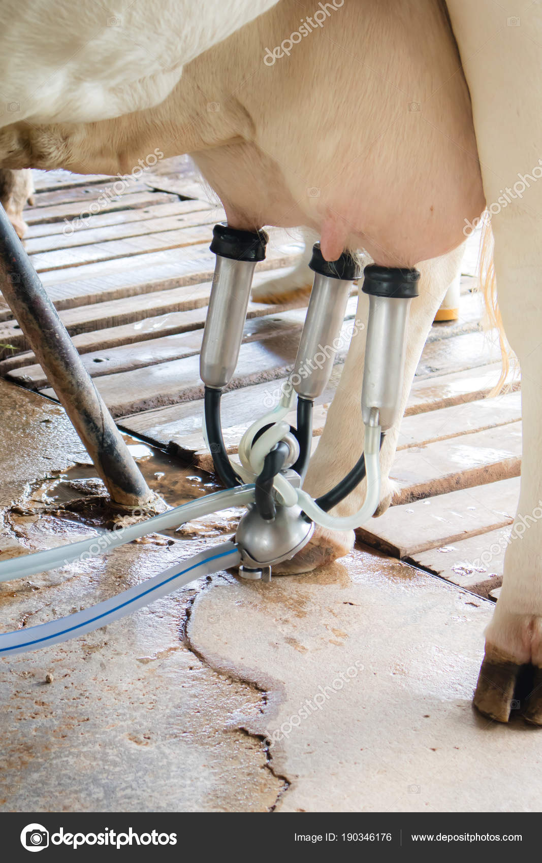 Process Dairy Cattle Farming Milking Cow Fresh Milk Husbandry Concept