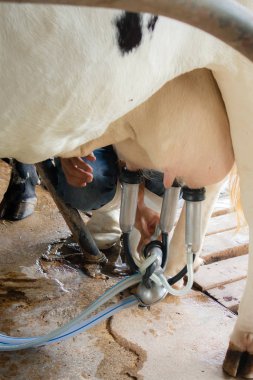 Süt tarım, sağım inek taze süt, Hayvancılık kavramı sığır süreci