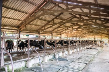 Süt inekleri Tayland, bu ahır kameraya bakıyor inek tarım iş döngüsü. 