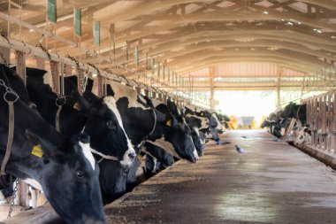 Süt sığır tarım, beslenme süt inekleri istikrarlı, Tayland