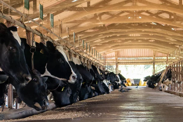 Dairy cattle farming, Feeding dairy cows in the stable, Thailand
