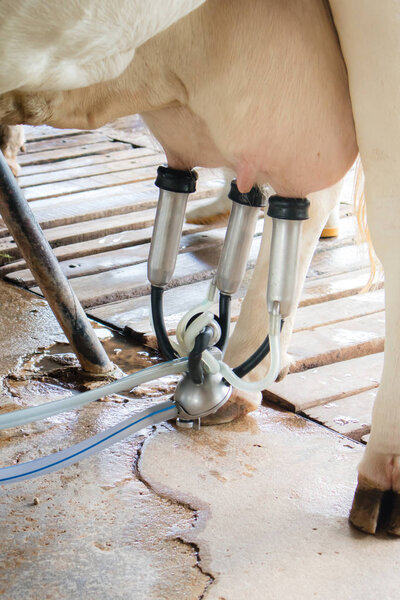 The process of Dairy cattle farming, Milking a cow the fresh milk, husbandry concept