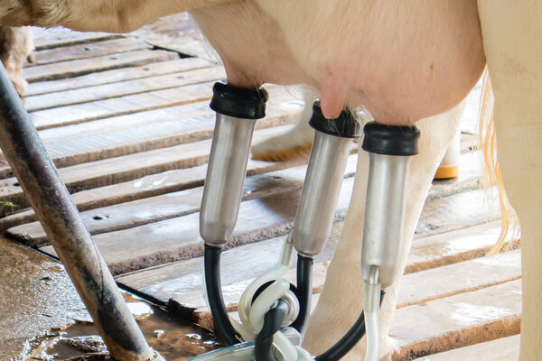 The process of Dairy cattle farming, Milking a cow the fresh milk, husbandry concept