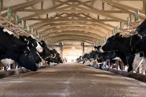 Dairy cattle farming, Feeding dairy cows in the stable, Thailand