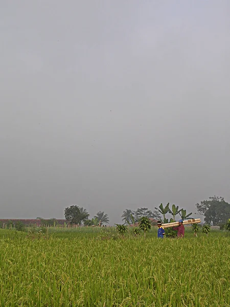 Sawah di desa — Stok Foto