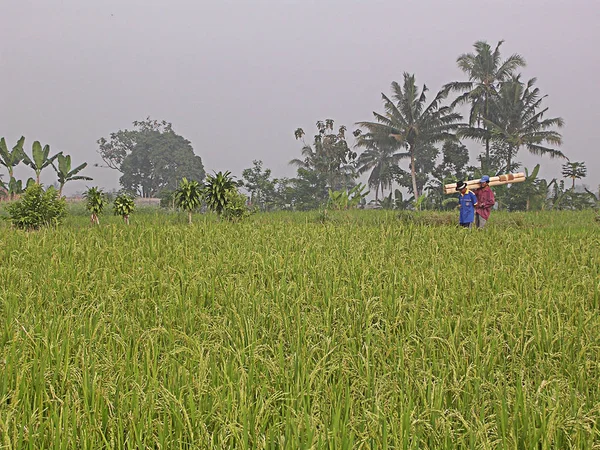 Risfält i byn — Stockfoto